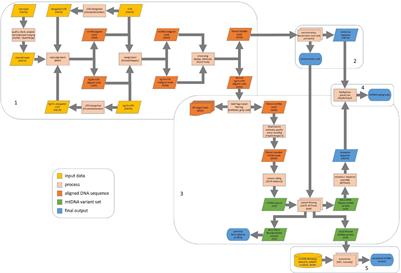 New Insights Into Mitochondrial DNA Reconstruction and Variant Detection in Ancient Samples